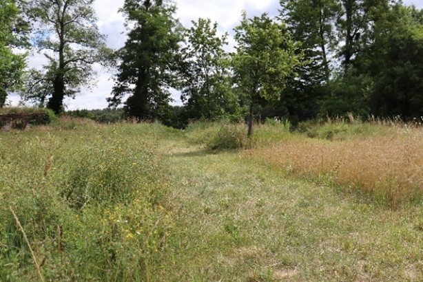 Nr.-3-Altgrasbereiche-Kloster-Chorin-Hanna-Rubenbauer