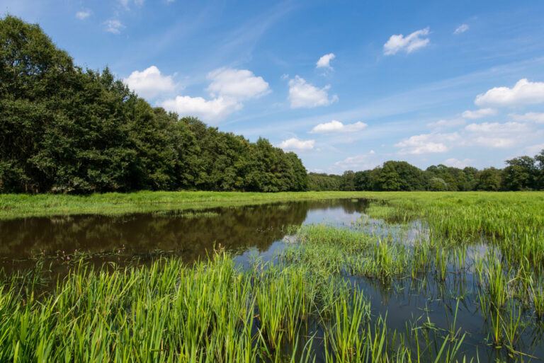RF_20130815__DSC1473_0253_Mittlere_Elbe_c_Ralph_Frank_WWF-1-2048×1367-1
