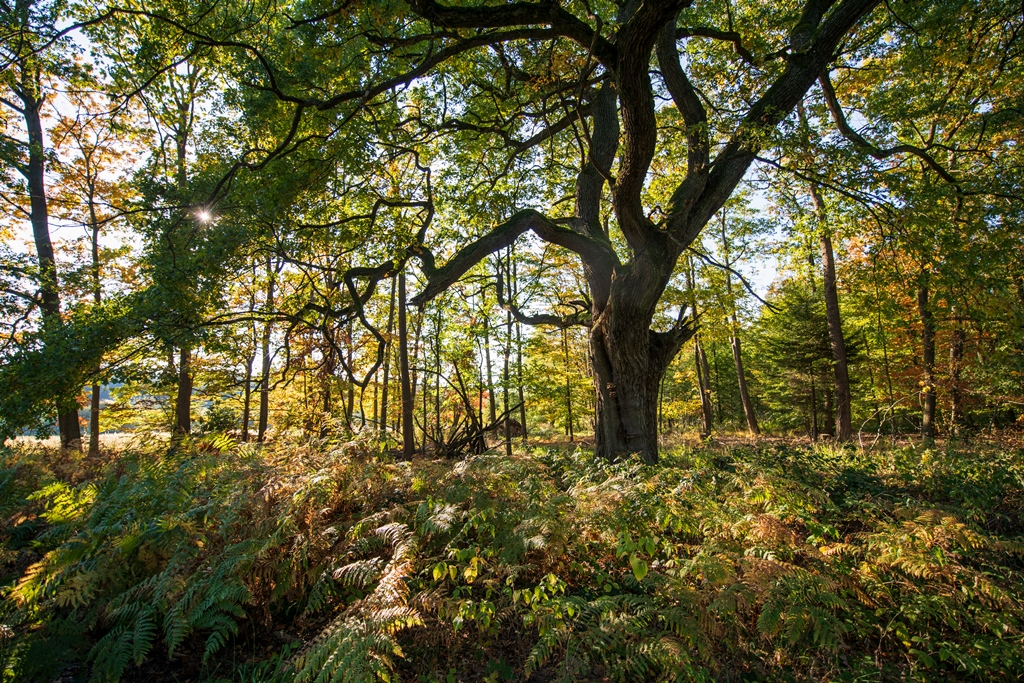 Herbstliche Waldszene im Naturpark Reinhardswald mit alten, knorrigen Laubbäumen, bemoosten Stämmen und goldenem Laub auf dem Waldboden.