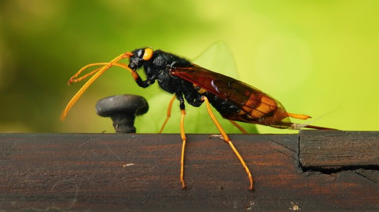 Riesenholzwespe_pixabay_SimoneVomFeld_wasp-5414857_1920