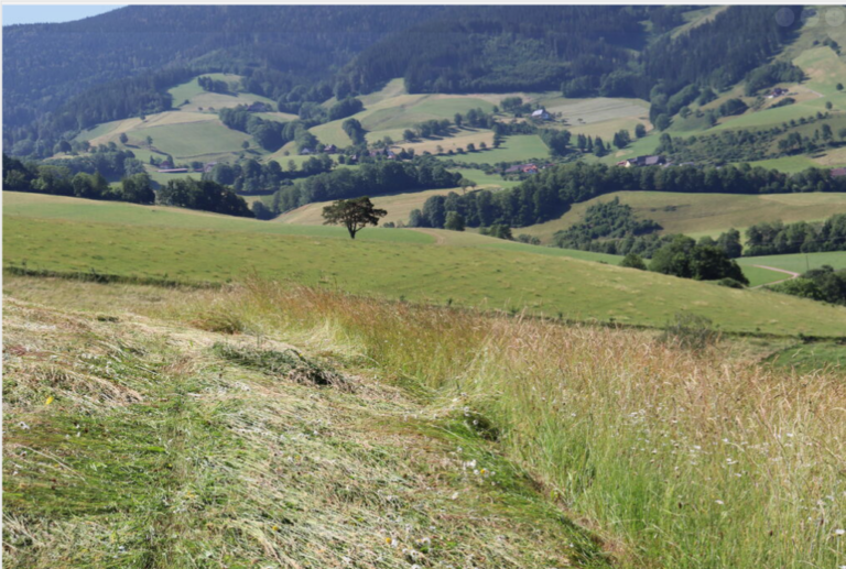 Schonstreifen BG SW (c) Martin Rudolph