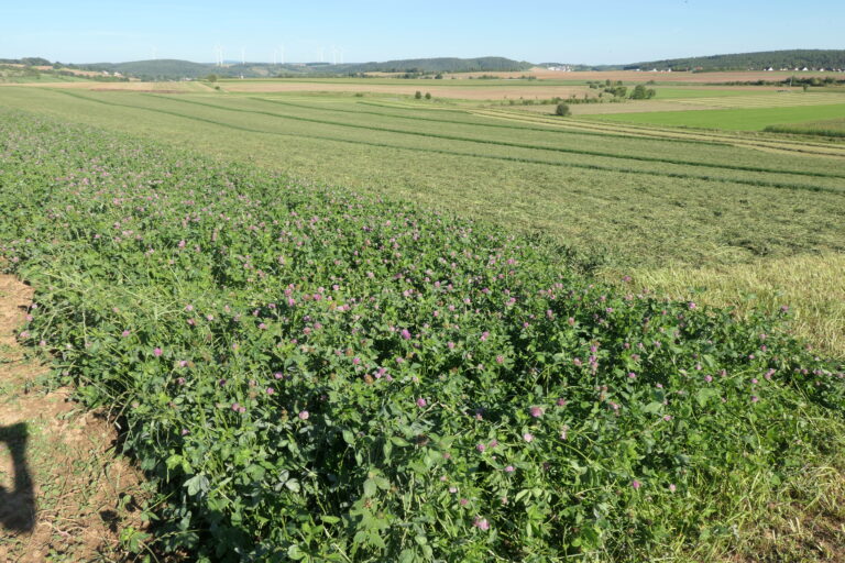 Ein Schonstreifen aus Klee wurde stehen gelassen auf einer Wiese