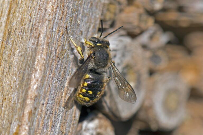 Spaltenwollbiene_pixabay_Georg_Wietschorke_wool-bee-3602550_1920