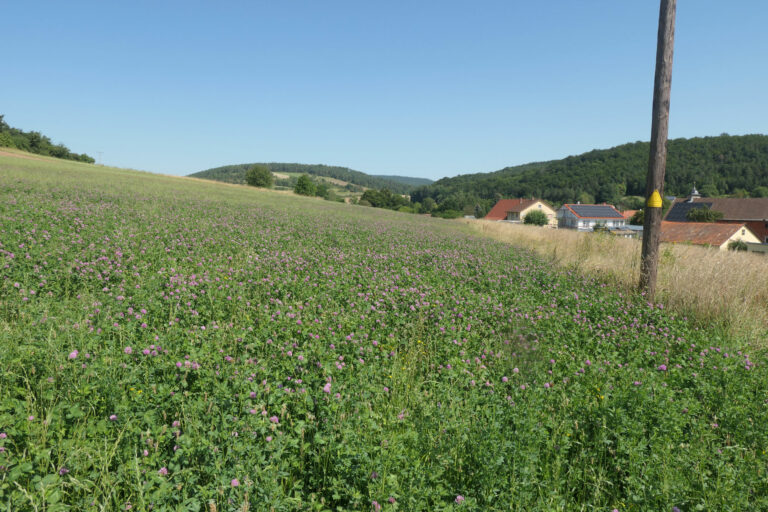 Untersaat-nach-Ernte-Wiltrud-F