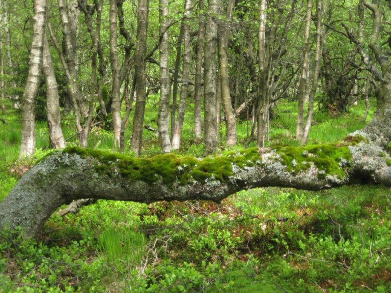 Wald_By_Josef-Wehner-5