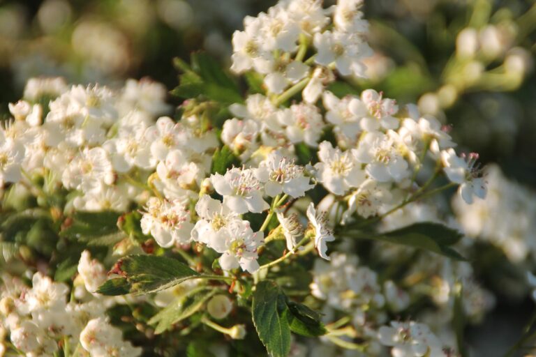 Weissdorn_hawthorn-5116156_1920_Joachim-Klug_pixabay