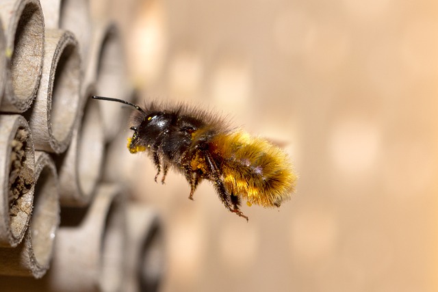 Wildbiene-im-Anflug_umsiedlungen_pixaby