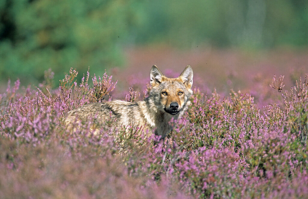 Wolf mit braun-grauem Fell zwischen violett-blühendem Heidekraut.