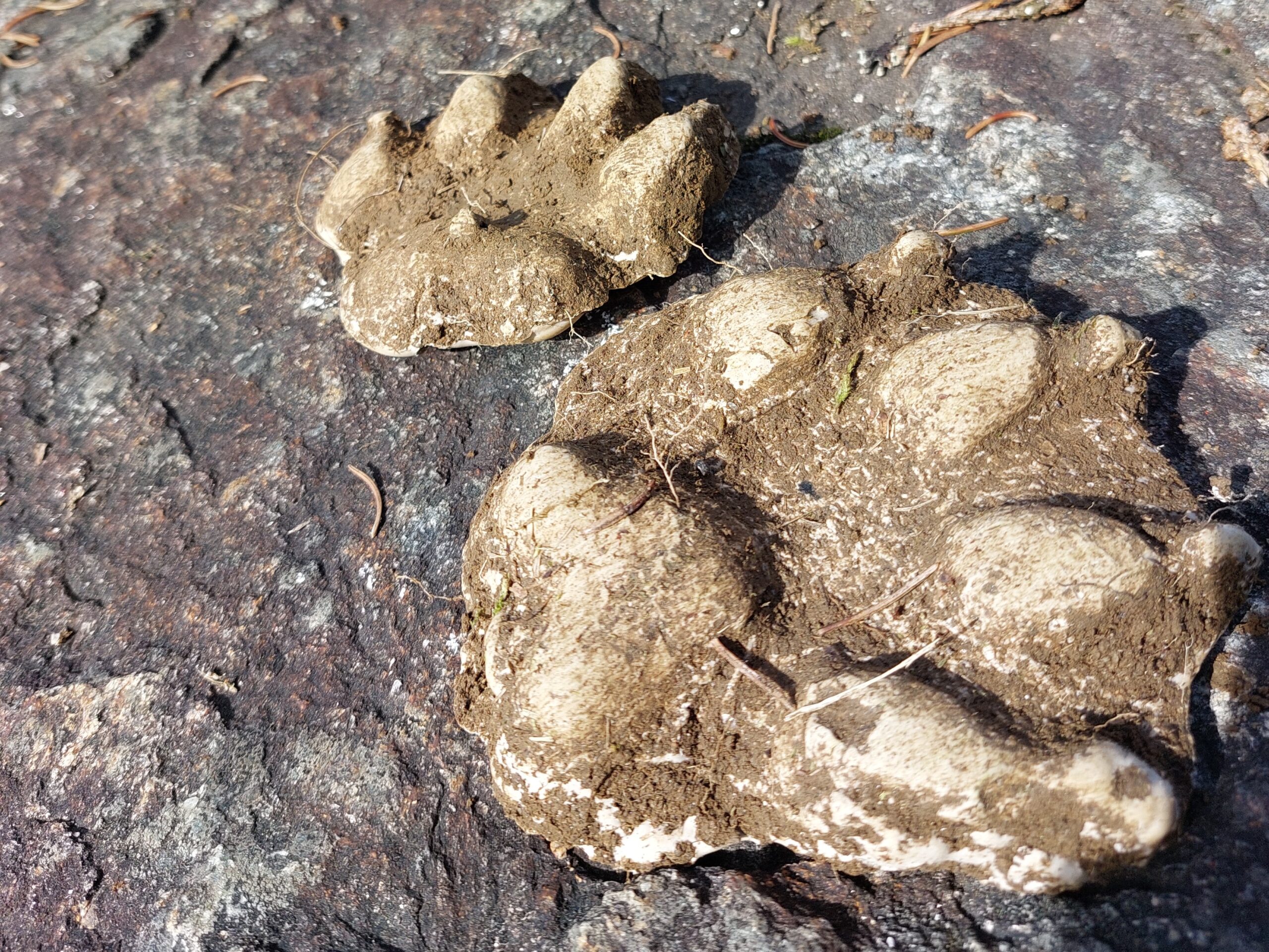 Gipsfußspuren von den Pfotenabdrücken des Wolfs
