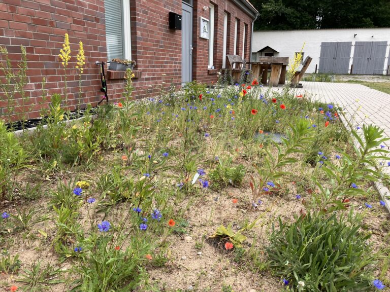 Wildblumenbereich vor einem Haus