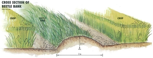 beetle-bank-diagram