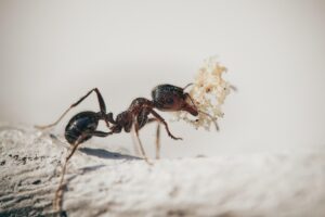 Eine Ameise trägt ein organisches Substrat mit ihrem Mundwerkzeug