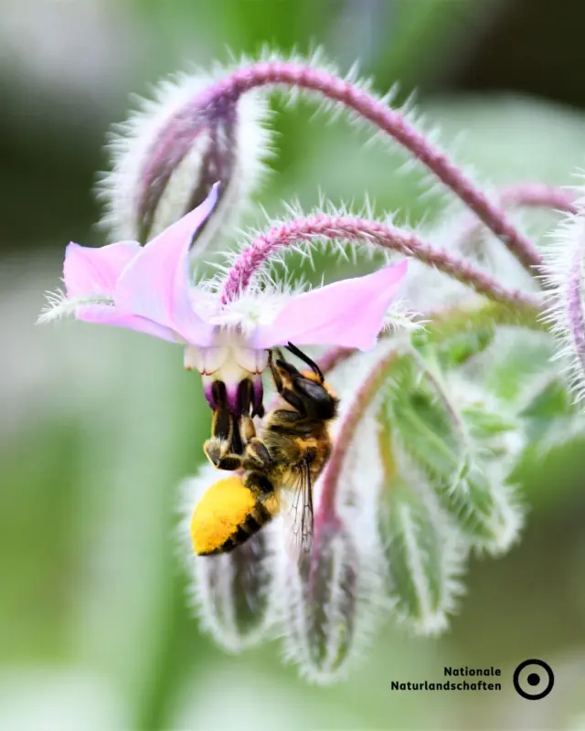 Heute ist Weltbienentag! Wir feiern die kleinen Lebewesen, die unsere Natur am Leben erhalten 🐝

In unseren Schutzgebieten summt und brummt es: Ob auf blühenden Wiesen, in alten Totholzstrukturen oder entlang von Streuobstwiesen. Wildbienen finden hier die Vielfalt, die sie brauchen 🌻🌼

Circa 600 Wildbienenarten leben in Deutschland. Die meisten davon sind auf naturnahe Lebensräume angewiesen – genau die, die wir in den Nationalen Naturlandschaften schützen 💛

#nationalenaturlandschaften #nnl #vielfaltbewahren #biene #welttagderbienen

📷 Fotos:
Bild 1: © VDN-Fotoportal/usch
Bild 2: © VDN-Fotoportal/Luxfox
Bild 3: © Josephine Kuczyk; © Johann-Christoph Kornmilch; © VDN-Fotoportal/MaRa-Fotografie