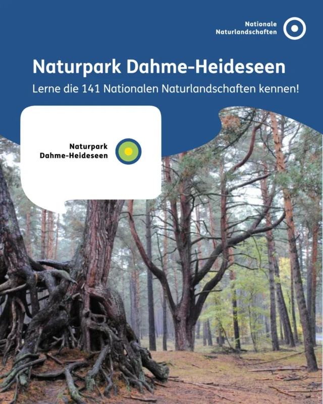 Der südöstlich von Berlin gelegene Naturpark Dahme-Heideseen zeigt einen typischen Ausschnitt der Jungmoränenlandschaft innerhalb des Ostbrandenburgischen Heide- und Seengebiets 💧

Der eiszeitlichen Prägung der Region ist es zu verdanken, dass das Antlitz von Landschaft und Natur mit zahlreichen Seen, größeren und kleineren Fließgewässern, Quellen, Mooren und Talsandebenen sowie End- und Grundmoränen, Dünen und weiträumig unzersiedelten Waldgebieten so spannend und vielfältig ist 🌲

Die Gewässer mit ihren Ufer- und Verlandungszonen sowie zahlreiche, zumeist kleinere Kessel- und Verlandungsmoore sind als Lebensräume im Naturpark von besonderer Bedeutung. Das Zentrum des verzweigten Gewässernetzes bildet die Dahme 🏞️

#nationalenaturlandschaften #nnl #naturpark #landschaftenvollerleben #dahmeheideseen

📷 Fotos: 
Bild 1: © NNL e.V.
Bild 2: © VDN-Fotoportal/pit; © NNL; ©VDN-Fotoportal/Jana S.
Bild 5: © VDN-Fotoportal/W. Nischwitz