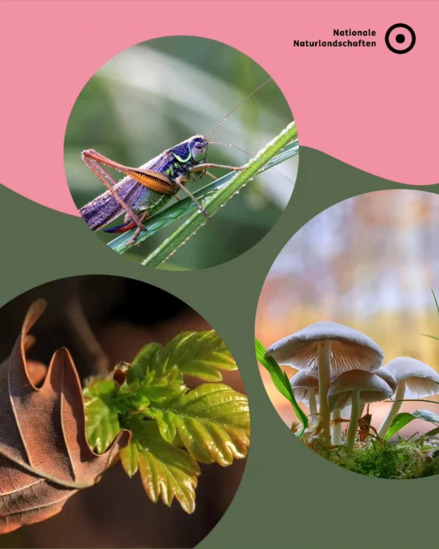 Der World Environment Day ist der wichtigste internationalen Umwelttag der Vereinten Nationen, koordiniert vom UN Environment Programme (@unep) seit 1973 💚

Die Natur braucht uns nicht – wir brauchen sie. Und dafür müssen wir Verantwortung übernehmen 🌱

Der diesjährige Earth Overshoot Day fällt auf den 30. Juli 2026* 🗓️

In Deutschland war der Erdüberlastungstag 2026 bereits am 10. Mai – das bedeutet, würden alle Menschen so leben wie wir, bräuchten wir rund 2,8 Erden.

Der World Environment Day steht 2025 wird 2026 in Aserbaidschan mit Fokus auf #ClimateAction fortgeführt: Ein globaler Aufruf zu konkretem Handeln gegen die planetare Krise aus Klimawandel, Artenverlust und Umweltverschmutzung!

Unsere Nationalen Naturlandschaften zeigen, was möglich ist, wenn Natur im Mittelpunkt steht: Regeneration, Vielfalt, Gleichgewicht 💚

#nnl #nationalenaturlandschaften #NowForClimate #EarthOvershootDay

📷 Fotos:
Bild 1: © VDN-Fotoportal/Ulrike Sobick; © VDN-Fotoportal/Fritz Eichmann; 
Bild 2: © VDN-Fotoportal/Matthias Krispien

*Der Earth Overshoot Day fällt zwar sechs Tage später als 2025, dies liegt aber an statistischen Datenkorrekturen (+8 Tage). In der Realität hat sich die Übernutzung der Erde verschlimmert; es ist der höchste ökologische Overshoot aller Zeiten (-2 Tage). 

Quelle: Global Footprint Network (@globalfootprintnetwork)