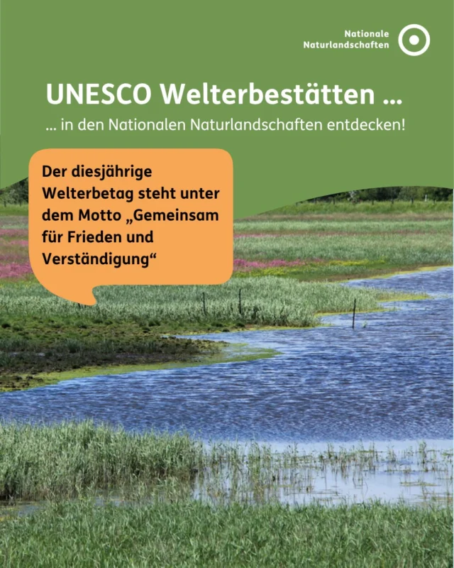 Gemeinsam für Frieden und Verständigung 🌍

Das diesjährige Motto des UNESCO-Welterbetags (@unesco_de) erinnert daran, dass Natur und Kultur Menschen verbinden können. Gerade geschützte Landschaften zeigen, wie wichtig Zusammenarbeit ist 🤝

Einige UNESCO-Welterbestätten könnt ihr auch in den Nationalen Naturlandschaften entdecken:

🌊 Wattenmeer im Nationalpark Schleswig-Holsteinisches Wattenmeer, Nationalpark Niedersächsisches Wattenmeer und Nationalpark Hamburgisches Wattenmeer 
🌳 Alte Buchenwälder und Buchenurwälder der Karpaten und anderer Regionen Europas im Nationalpark Jasmund, Nationalpark Kellerwald-Edersee und Nationalpark Hainich
🏰 Klosteranlage Maulbronn im Naturpark Stromberg-Heuchelberg
🧊 Höhlen und Eiszeitkunst der Schwäbischen Alb im Biosphärenreservat Schwäbische Alb
🏞 Oberes Mittelrheintal und Limes im Naturpark Nassau 

Orte wie diese schaffen Raum für Begegnung und Austausch ✨
Welchen Ort würdest du am liebsten besuchen?

#nationalenaturlandschaften #nnl #welterbeverbindet #unesco #welterbetag

📷 Fotos:
Bild 1: Katinger Watt © VDN-Fotoportal/Ulrike Sobick
Bild 2 und 3: Bergpark Kassel-Wilhelmshöhe © NNL/Sophie Mühleip; Buchenwald Lattenberg © VDN-Fotoportal/Volkmar Brockhaus; Niedersächsisches Wattenmeer © NNL