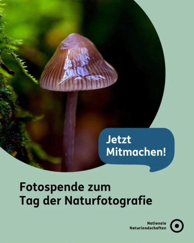 Zum Tag der Naturfotografie feiern wir die Schönheit unserer heimischen Natur und die Menschen, die sie mit ihrer Kamera sichtbar machen 🍀

Mit einer Fotospende kannst du dazu beitragen, die faszinierenden Landschaften und besonderen Naturmomente in den Nationalen Naturlandschaften zu zeigen und noch mehr Menschen für ihren Schutz zu begeistern!

Danke an alle Naturfotograf*innen, die ihre Perspektiven mit uns teilen und so die Vielfalt unserer Natur erlebbar machen💚

Wir freuen uns, wenn du deine Fotos mit dem Thema "Tag der Naturfotografie" mit uns teilst und an unserer Fotospende teilnimmst 📸

Wie funktioniert's?
1. Fülle das Formular auf unserer Website aus (Link in der Bio). 
2. Lade dein Foto hoch.
3. Lass deine Perspektive sprechen – für die Nationalen Naturlandschaften.

Wir freuen uns auf deine Einsendung! ✉️

#nnl #nationalenaturlandschaften #naturerleben #fotospende #naturfotos

📷 Fotos:
Bild 1: © VDN-Fotoportal/Bernd Groftschik
Bild 2: © VDN-Fotoportal/Horst Jetter
Bild 3: © VDN-Fotoportal/Volkmar Brockhaus
