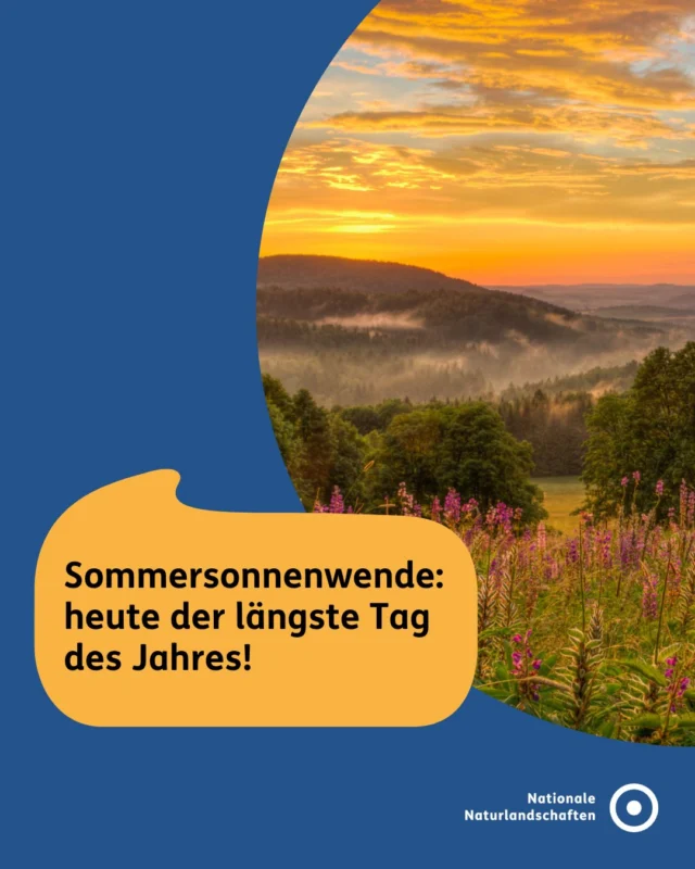 ☀️ Sommersonnewende … und gleichzeitig Sommeranfang! 🌿

Am 21. Juni erreicht die Sonne auf der Nordhalbkugel ihren höchsten Stand am Himmel: Wir erleben den längsten Tag und die kürzeste Nacht des Jahres – die Sommersonnenwende 🌍☀️

Das bedeutet auch: Ab jetzt werden die Tage langsam wieder kürzer. Zunächst kaum merklich – oft nur um Sekunden pro Tag 🔄

Warum beginnt der Sommer trotzdem genau jetzt? 🌡️
Weil Wälder, Böden, Seen und Meere Wärme speichern. Die heißesten Wochen liegen deshalb meist noch vor uns 🌲🌊

Seit Jahrhunderten gelten die längsten Tage des Jahres als besondere Zeit im Jahreslauf – und werden vielerorts gefeiert, etwa mit Johannisfesten, Mittsommer oder Sonnenwendfeuern 🔥🌸

🌿 Ein guter Moment, die längsten Tage draußen zu genießen.

👉 Wo erlebt ihr die Sommersonnenwende? ☀️

#nationalenaturlandschaften #nnl #naturerleben #reiselust #sommeranfang

📷 Fotos: Bergwiese im Naturpark: Zittauer Gebirge © VDN-Fotoportal/Annett Paul, Ententour im Naturpark Frankenwald © VDN-Fotoportal/keksratz, Spätsommer im Naturpark Fichtelgebirge ©VDN-Fotoportal/Katharina Meyer, Kultur Pur auf der Ginsberger Heide im Naturpark Sauerland Rothaargebirge © VDN-Fotoportal/Jörg Willems, Festtafel © Marion Dollacker, Die untergehende Sonne im Naturpark Insel Usedom © VDN-Fotoportal/Petra Küster