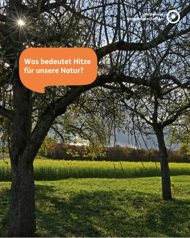 Was bedeutet Hitze für unsere Natur? ☀️
Anhaltende Trockenheit und hohe Temperaturen setzen unseren Ökosystemen massiv zu: Böden trocknen aus, Wiesen verdorren, die Waldbrandgefahr steigt in vielen Regionen Deutschlands deutlich an.
Junge Stadtbäume ohne ausgeprägtes Wurzelsystem können sich nicht selbst versorgen und sind besonders gefährdet.
Auch Vögel und Insekten finden immer schwerer Wasser zum Trinken 🦗

Die gute Nachricht: Wir alle können etwas tun 💧
- Jungbäume in der Nachbarschaft gießen (am besten morgens oder abends)
- Flache Wasserschalen für Vögel und Insekten aufstellen – täglich frisch befüllen
- Wasser im Alltag sparen
- Balkon & Garten begrünen – das kühlt und speichert CO₂
- Auf umweltverträgliche Sonnencreme achten

#nnl #nationalenaturlandschaften #vielfaltbewahren #hitzestress #sommer

📷 Fotos: 
Bild 1: © VDN-Fotoportal/Luxfox
Bild 2: © VDN-Fotoportal/Luxfox
Bild 3: © VDN-Fotoportal/Ilona Meister
Bild 4: © VDN-Fotoportal/Werner

Quellen: Greenpeace; ZDF heute