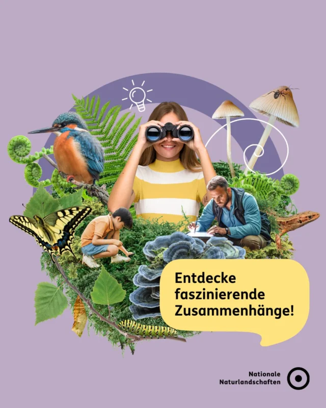 Warum ist Natur so, wie sie ist? 🌱🔍 In den Nationalen Naturlandschaften kannst du Zusammenhänge entdecken, Fragen stellen und von Expert*innen lernen – vor Orte und digital. Wissen, das verbindet und den Blick verändert. 

💡 Schau vorbei und tauche tiefer ein – auf unserer neuen Bündniswebsite unter nationale-naturlandschaften.de oder direkt über den Link in der Bio! 

Erlebbar auf einem Drittel Deutschlands: bei den Nationalen Naturlandschaften, dem Bündnis der deutschen Nationalparke, Naturparke, Biosphärenreservate und Wildnisgebiete. Gemeinsam mit den Menschen bewahren wir faszinierende Natur und gestalten die Zukunft nachhaltig. 🌼

#umweltverstehen #nationalenaturlandschaften #NNL #umweltbildung #bne

📷 Fotos: Urwald Sababurg © VDN-Fotoportal/Johannes Brenner, Goldaugenspringspinne im Naturpark Nuthe-Nieplitz © VDN-Fotoportal/I. Noack, Urwaldpfad im Nationalpark Hainich © Tino Sieland, Junior Ranger*innen auf Entdeckungstour © Arnold Morascher