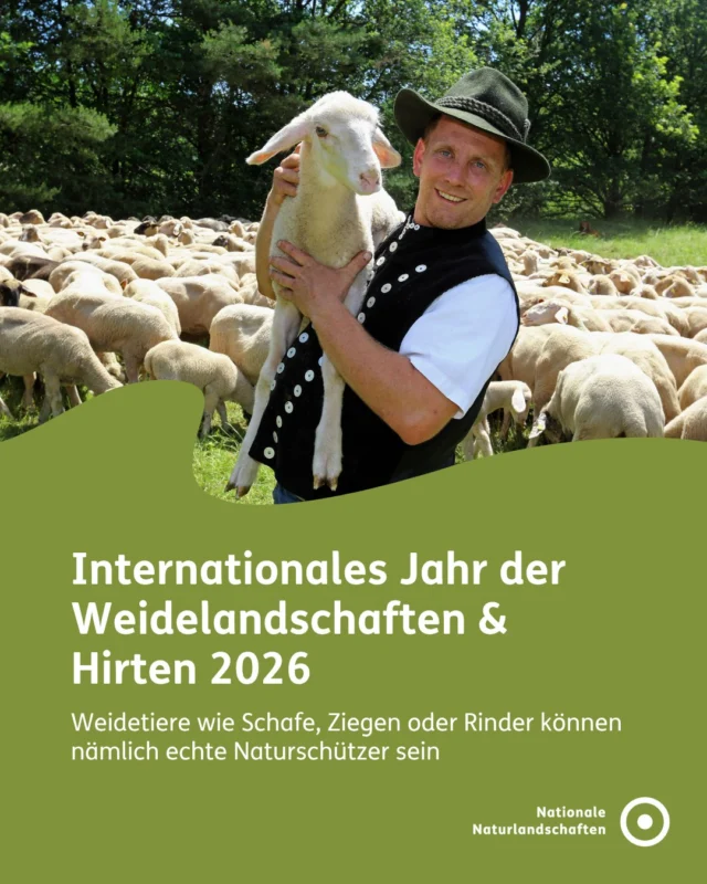 🐑🌿 Schafe, Ziegen und Rinder als Landschaftspfleger? Absolut.

Die Vereinten Nationen haben 2026 zum „International Year of Rangelands and Pastoralists“ erklärt – dem internationalen Jahr der Weidelandschaften und Hirten. Denn weltweit wird oft unterschätzt, wie wichtig Beweidung für Biodiversität, nachhaltige Landnutzung und gesunde Ökosysteme ist. 🐝🌳

Auch in vielen Nationalen Naturlandschaften zeigt sich: Beweidung kann einen wichtigen Beitrag zum Naturschutz leisten. Ein Beispiel dafür ist das Projekt „Neue Hirtenwege im Pfälzerwald“ im Biosphärenreservat Pfälzerwald-Nordvogesen. Hier wird deutlich, wie traditionelle Beweidung aktiv zum Schutz der Artenvielfalt beitragen kann. 🍃🦋

„Weidetiere wie Schafe, Ziegen oder Rinder erhalten die artenreichsten Lebensräume: Offene Flächen wie Wiesen und Weiden! Sie sind Heimat für seltene, teilweise stark gefährdete Vögel, Schmetterlinge, Insekten und Orchideen - um nur einige Beispiele zu nennen", sagte die Direktorin des Biosphärenreservats Pfälzerwald, Dr. Friedericke Stakelbeck. 🐦🌸

#nationalenaturlandschaften #nnl #vielfaltbewahren #zukunftgestalten #beweidung

📷 Fotos: Schäfer Sven Keller im Biosphärenreservat Pfälzerwald-Nordvogesen © Timo Calla, Morgens auf der Streuobstwiese Naturpark Elbhöhen-Wendland © VDN-Fotoportal/Klaus Mayhack, Hochlandrinder im Naturpark Spessart © VDN-Fotoportal/Belz Stephanie, Ziegen als Landschaftspfleger im Deutsch-Belgischen Naturpark Hohes Venn - Eifel © VDN-Fotoportal/Karl-Heinz H., Heidepfleger im Naturpark Wendland.Elbe © VDN-Fotoportal/Werner Voss, Pressekonferenz auf der Schafweide im BR Pfälzerwald-Nordvogesen © Timo Calla, Schafe im BR Pfälzerwald-Nordvogesen © Timo Calla, Vorstellung des Projekts “Neue Hirtenwege im Pfälzerwald” © Timo Calla