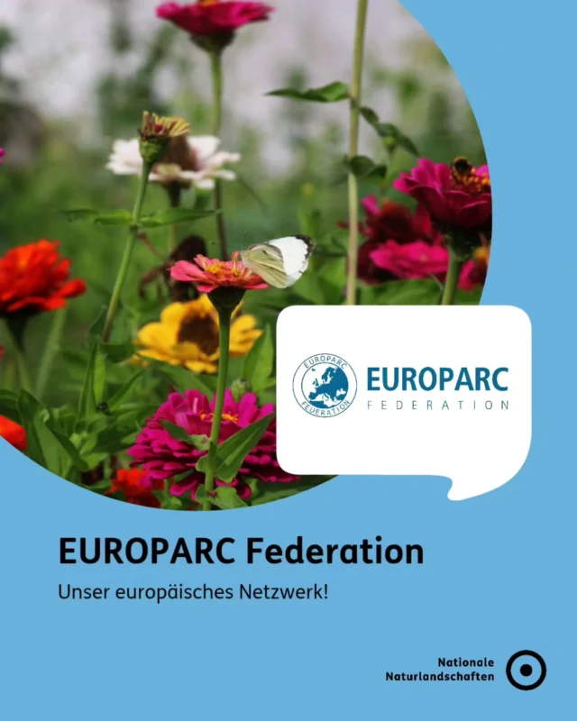Wusstest du, dass es ein Netzwerk gibt, das Nationalparke, Biosphärenreservate und Naturparke in über 40 Ländern Europas miteinander verbindet? 🌍🌳

Gegründet in Basel, setzt sich die EUROPARC Federation seit über 50 Jahren für Europas Schutzgebiete ein!

Die EUROPARC Federation besteht aus acht nationalen Sektionen – die deutsche wird durch Nationale Naturlandschaften e. V. vertreten. Der Verband Deutscher Naturparke e. V. zählt dabei zu den Gründungsmitgliedern des Netzwerks. Gemeinsam haben wir z. B. die Studie „Landschaften voller Leben" durchgeführt und uns für eine stärkere europäische Anerkennung der Naturparke eingesetzt 🌳 

Mit Finnland, Spanien, Tschechien und der koordinierenden EUROPARC Federation gehen wir im EU-Projekt LIFE PAME-Europe gerade den nächsten großen Schritt. Unser Ziel ist ein flexibles, europaweites Framework zur Bewertung der Managementeffektivität von Schutzgebieten, das bestehende internationale und nationale Systeme bündelt 🤝

Mehr zur EUROPARC Federation (@europarc_federation) findet ihr auf unserer Website oder unter europarc.org 🔗

#nnl #nationalenaturlandschaften #europarcfederation #europeanparcs #europa

📷 Fotos:
Bild 1: © VDN-Fotoportal/Renate Reinbothe
Bild 4: © VDN-Fotoportal/Klaus Mayhack; © VDN-Fotoportal/Werner Heinrichs; © VDN-Fotoportal/Holger Bargen