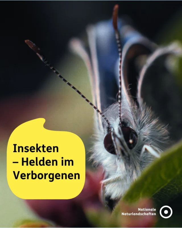 🌍 Die kleinsten Wesen – mit der größten Wirkung
Insekten sind die Grundlage unserer Ökosysteme: Sie bestäuben Pflanzen, sind Nahrungsgrundlage für viele Tiere und halten natürliche Kreisläufe am Laufen. Und doch geraten sie zunehmend unter Druck.

Im Rahmen unseres BROMMI-Projekts („Biosphärenreservate als Modelllandschaften für den Insektenschutz“) ist ein besonderer Dokumentarfilm in Kooperation mit dem WWF Deutschland entstanden:
🎬 „Insekten – Helden im Verborgenen“

Der Film zeigt die spektakuläre Welt der Insekten und geht der Frage nach, wie unsere heutige (Kultur-)Landschaft entstanden ist. Mit atemberaubenden Bildern führt er uns in den Mikrokosmos der Insektenwelt – erzählt von Schauspielerin Katharina Thalbach.

Gleichzeitig macht er deutlich, wie stark menschliches Handeln unsere Ökosysteme verändert – und zeigt Wege auf, wie nachhaltige Landwirtschaft zum Schutz der Artenvielfalt beitragen kann.

 💬 Auch Landwirt*innen aus fünf Biosphärenreservaten geben Einblicke in ihre Arbeit für mehr Insektenschutz.

 🗓️ Bundesweiter Kinostart: 16. Juli 2026

 👉 Für uns ist klar: Insekten schützen heißt, Vielfalt bewahren und Zukunft gestalten.

Tipps für Insektenschutz-Maßnahmen findest du in unserer neuen Wissensplattform Insektenschutz: nationale-naturlandschaften.de/umwelt-verstehen/fachwissen/insektenschutz 

#nationalenaturlandschaften #nnl #vielfaltbewahren #zukunftgestalten #insektenschutz 
@biosphaerenreservat @biosphaerenreservat_rhoen @biosphaerengebiet_schwarzwald @wwf_deutschland 

📷 Fotos: © Camino Film & CZAR Film, Hauhechel-Bläuling (Polyommatus icarus) © Florian Lauer