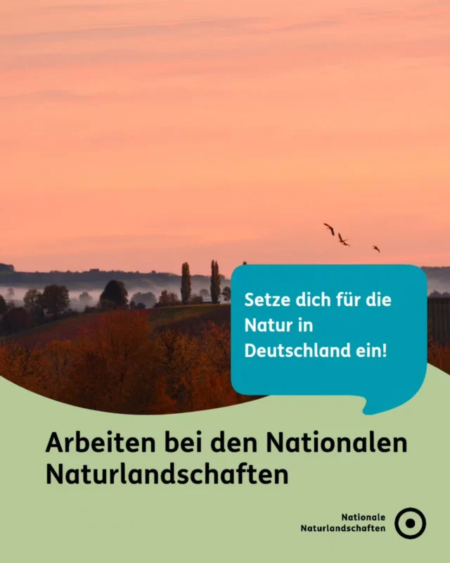 Du möchtest dich beruflich für Natur, Artenvielfalt und nachhaltige Entwicklung engagieren? Dann könnten die Nationalen Naturlandschaften genau der richtige Ort für dich sein! 💚

Die Stiftung Nationale Naturlandschaften setzt sich in ganz Deutschland für den Schutz unserer einzigartigen Natur- und Kulturlandschaften ein. Dabei verbinden wir Naturschutz, Bildung, Forschung und nachhaltige Regionalentwicklung 🍃

Ob Kommunikation, Projektmanagement, Umweltbildung, Naturschutzfacharbeit, Verwaltung oder Fundraising – die Tätigkeitsfelder sind so vielfältig wie die Landschaften selbst. Bei uns arbeiten Menschen mit ganz unterschiedlichen Hintergründen und Kompetenzen gemeinsam an einer nachhaltigen Zukunft 🌿

Du suchst nach einer neuen Herausforderung oder möchtest dich beruflich für unsere Natur einsetzen? Dann wirf einen Blick auf unsere aktuellen Stellenangebote und werde Teil der Nationalen Naturlandschaften!

#nnl #nationalenaturlandschaften #arbeitenbeidennnl #naturschutzjobs #umweltschutzjobs

📷 Fotos:
Bild 1: © VDN-Fotoportal/Michael Harmsen
Bild 3: © VDN-Fotoportal/Ulrike Sobick