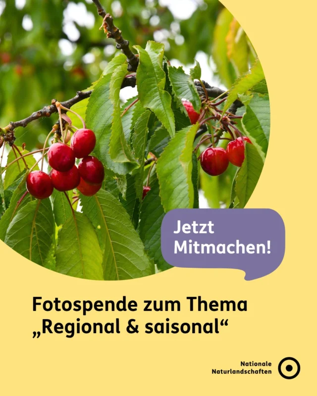 Was wächst in den Nationalen Naturlandschaften? 🍎

Wir sammeln Fotografien von regionalen Pflanzen und Gerichten aus den Nationalen Naturlandschaften 🌳
Ob Streuobstwiese, Erntedankfest oder regionale Spezialitäten - teile deinen Einblick in das, was unsere Natur zu bieten hat! 

Ab jetzt kannst du deine Fotos mit dem Thema "Regional & saisonal" mit uns teilen und an unserer Fotospende teilnehmen 📸

Wie funktioniert's?

1. Fülle das Formular auf unserer Website aus (Link in der Bio).

2. Lade dein Foto hoch ⬆️

3. Lass deine Perspektive sprechen – für die Nationalen Naturlandschaften.

Wir freuen uns auf deine Einsendung! ✉️

#nnl #nationalenaturlandschaften #naturerleben #fotospende #naturfotos

📷 Fotos:
Bild 1: © VDN-Fotoportal/Alois Haunschild
Bild 2: © VDN-Fotoportal/Luxfox
Bild 3: © VDN-Fotoportal/Ylvi