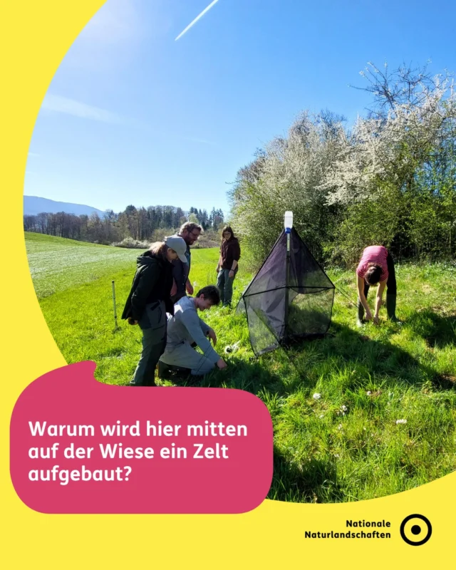 Was haben Zelte auf der Wiese mit Insektenforschung zu tun? 🌿🪰⛺🔍🌍
Im bundesweiten Insektenmonitoring werden sogenannte Malaisefallen aufgestellt – Zeltkonstruktionen, die fliegende Insekten erfassen 🐝🦋.

Ziel ist es, langfristig Daten zur Insektenvielfalt zu sammeln und zu verstehen, wie sich Bestände in unterschiedlichen Lebensräumen entwickeln. Das Monitoring wird vom Netzwerk LTER-D gemeinsam mit den Nationalen Naturlandschaften umgesetzt.

Wie solche Fallen aufgebaut sind, seht ihr hier im @biosphaerengebiet_schwarzwald 🌳.

Beteiligt am bundesweiten Insektenmonitoring sind außerdem die Biosphärenreservate Bliesgau, Flusslandschaft Elbe, Rhön und Schaalsee, der Naturpark Stechlin-Ruppiner Land sowie die Nationalparke Bayerischer Wald, Berchtesgaden, Eifel, Harz, Hunsrück-Hochwald, Jasmund, Kellerwald-Edersee, Niedersächsisches Wattenmeer, Unteres Odertal und Vorpommersche Boddenlandschaft.

Von April bis Oktober werden die Fallen alle zwei Wochen geleert und die Proben ausgewertet:
🔬 Biomassebestimmung durch @senckenbergworld
🧬 DNA-Analyse durch @udeuniduisburg_essen

Die Ergebnisse helfen zu verstehen, wie Umweltveränderungen die Insektenvielfalt beeinflussen – eine wichtige Grundlage für Naturschutz 🛡️🐞

#nationalenaturlandschaften #nnl #vielfaltbewahren #biosphärenreservate #verrücktaufmorgen

📷 © Biosphärengebiet Schwarzwald