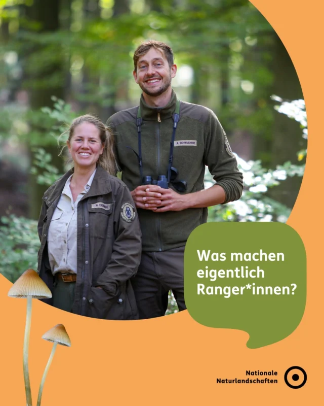 Mehr als 850 hauptberufliche Ranger*innen kümmern sich in Deutschland um Natur, Artenvielfalt und Besucherlenkung. 🌳🦋

👀 Ranger*innen sind die Augen und Ohren unserer Schutzgebiete: Sie erfassen Tier- und Pflanzenarten, überwachen Lebensräume und sammeln wichtige Daten für den Naturschutz. So können Veränderungen früh erkannt und Schutzmaßnahmen gezielt umgesetzt werden.

💚 Natur schützen heißt auch, Menschen dafür zu begeistern: Ranger*innen begleiten Exkursionen, beantworten Fragen und vermitteln Wissen direkt draußen. So schlagen sie Brücken zwischen Mensch und Natur und helfen dabei, Naturerleben und Naturschutz miteinander zu verbinden.

📅 Am 31. Juli ist World Ranger Day! Rund um diesen Tag werden in vielen Nationalen Naturlandschaften Führungen und Veranstaltungen angeboten – erlebe Natur gemeinsam mit Ranger*innen 🥾🌿

#nationalenaturlandschaften #NNL #umweltverstehen #ranger #worldrangerday

📷 Fotos: Ranger*innen im Biosphärenreservat Schorfheide-Chorin © Johannes Müller, Eisvogelmonitoring im Biophärenreservat Schwäbische Alb © Johannes Müller, Monitoring von Strandmüll im Nationalpark Niedersächsisches Wattenmeer © Lukas Lehmann, Rangerführung im Nationalpark Hunsrück Hochwald © Konrad Funk, Ein Ranger kontrolliert eine ausgelegte Reuse © Johannes Müller, Führung mit einer Rangerin im Nationalpark Niedersächsisches Wattenmeer © Lukas Lehmann, Rangerführung im Nationalpark Hainich © Tino Sieland, Rangerin beobachtet die Natur vom Steg © Johannes Müller, Wiesengladiolen mit dem Ranger entdecken © Biosphärenreservat Oberlausitzer Heide- und Teichlandschaft