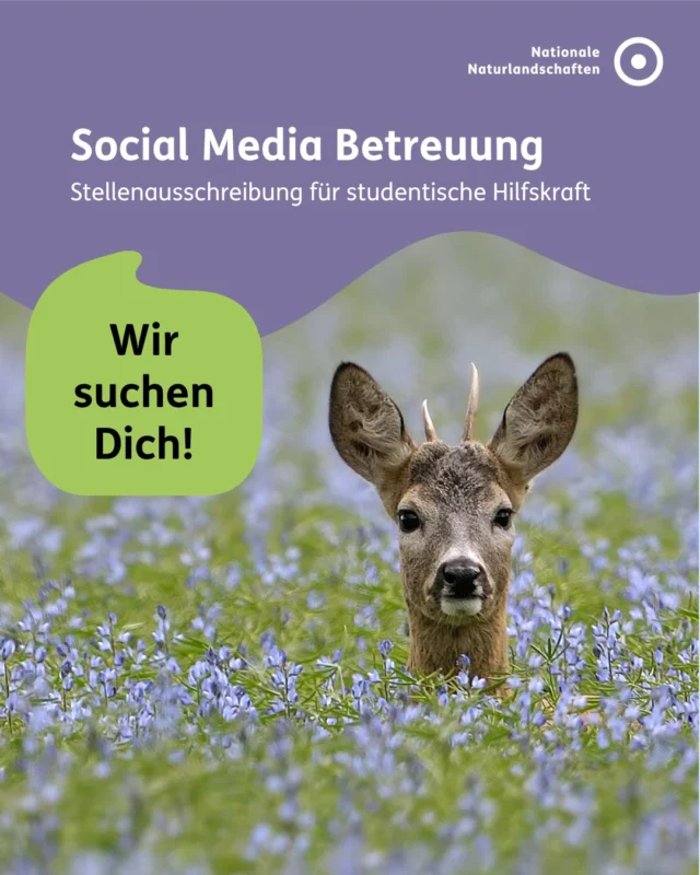 💚🌿 Naturschutz, Klimaschutz sowie Nachhaltigkeit liegen Dir am Herzen? 🌿💚

Du bist motiviert, diese Themen sowie die Bedeutung der Nationalen Naturlandschaften durch Dein Wirken in den digitalen Medien in der Gesellschaft zu stärken? 💬🖥️

🤝 Dann werde Teil unseres Teams! 🌈

Für die Betreuung unseres Social-Media-Kanals @nationalenaturlandschaften suchen wir eine studentische Hilfskraft mit Naturschutz- und Social-Media-Affinität. Gemeinsam mit Dir wollen wir unsere Kommunikation als Bündnis der Nationalen Naturlandschaften in Deutschland, aktuell bestehend aus 16 Nationalparken, 104 Naturparken, 18 Biosphärenreservaten und 4 Wildnisgebieten, ausbauen und die Menschen für die Nationalen Naturlandschaften begeistern. 🌻☀️

📃 Alle Infos auf nationale-naturlandschaften.de/zukunft-gestalten/stellenboerse und über den Link in der Bio!

📷 Foto: © VDN-Fotoportal/Michael Wolta