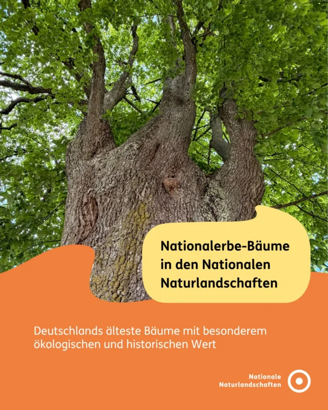 🌳 Manche Bäume haben bereits Jahrhunderte erlebt – und sind bis heute wertvolle Lebensräume. 🍃

Besonders alte, ökologisch wertvolle und kulturhistorisch bedeutende Einzelbäume in Deutschland können als Nationalerbe-Bäume anerkannt werden. Die Auszeichnung wird seit 2019 von der Deutschen Dendrologischen Gesellschaft (DDG) vergeben. Ziel ist es, außergewöhnliche Uraltbäume langfristig zu erhalten – gewissermaßen als „lebende Naturdenkmale“. 🌿

📍 Solch ein Nationalerbe-Baum wurde nun im @biosphaerenreservat_rhoen ausgezeichnet: In Harbach, einem kleinen Ort mit rund zehn Höfen und ohne Straßennamen, wächst seit Jahrhunderten die „Dorflinde“. Mit einem Stammumfang von etwa acht Metern und einem geschätzten Alter von rund 500 Jahren gilt sie als eindrucksvolles Beispiel für das Zusammenwirken von Natur- und Kulturlandschaft. Ausgewählt wurde sie von Prof. Andreas Roloff, der sie als „wahrlich würdigen Prachtbaum“ bezeichnete. ✨

❓ Doch was macht einen Nationalerbe-Baum eigentlich aus? Welche Kriterien muss ein Baum erfüllen – und warum sind alte Bäume für Biodiversität und Naturschutz so wichtig? 👉 Swipe durch unseren Post!

#nationalenaturlandschaften #nnl #vielfaltbewahren #nationalerbebaum #biosphärenreservate 🌿

📸 Fotos: © Andreas Roloff