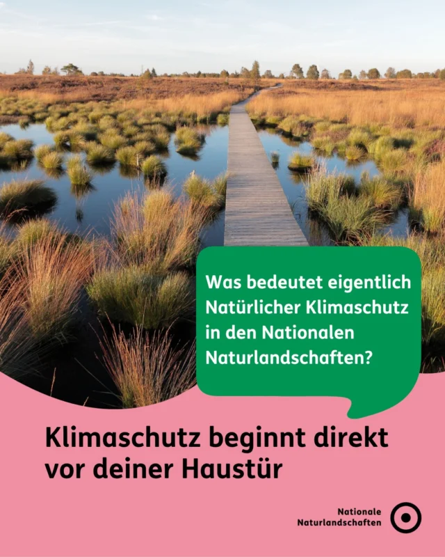 Natürlicher Klimaschutz bedeutet, dass die Natur uns schützt, wenn wir sie schützen. Denn intakte Ökosysteme sind nicht nur ein Zuhause für viele Tier- und Pflanzenarten, sondern auch die besten Klimaschützer, die wir haben: Sie binden CO₂ in Böden und Pflanzen. Sie reinigen unser Wasser, versorgen uns mit frischer Luft und schützen uns vor den Folgen von Extremwetter. 🦋🌍

Bedeutende Lebensräume für den Klimaschutz: Auf rund einem Drittel der Fläche Deutschlands findest du Nationalparke, Naturparke, Biosphärenreservate und Wildnisgebiete. Indem wir dort intakte Lebensräume schützen und beeinträchtigte wiederherstellen, damit Ökosysteme wieder als CO₂-Speicher wirken und die biologische Vielfalt stärken. 🌱🛡️

👉 Entdecke unsere Schutzprojekte auf unserer Bündnis‑Website unter nationale-naturlandschaften.de und direkt über den Link in der Bio – und unterstütze sie! 🤝

Für dich. Für die Natur. Für unsere Zukunft. 💚

#nationalenaturlandschaften #NNL #zukunftgestalten #vielfaltbewahren #klimaschutz

📷 Fotos: Ein Abend im Moor im Deutsch-Belgischen Naturpark Hohes Venn - Eifel © VDN-Fotoportal/Raimund Knauf, Blick ins Lindertal im Naturpark Ammergauer Alpen © VDN-Fotoportal/G. Gabel, Bergbaufolgelandschaft Stiebsdorfer See im Naturpark Niederlausitzer Landrücken © Jörg Liesen, Mächtige Buchen im Naturpark Kellerwald-Edersee © VDN-Fotoportal/Marcus Müller, See im Brackvenn im Deutsch-Belgischen Naturpark Hohes Venn - Eifel © VDN-Fotoportal/Werner Heinz, Blühende Heide im Naturpark Niederlausitzer Heidelandschaft © VDN-Fotoportal/Bernd Tanneberger

Illustrationen © Sophia M. Phildius | Wissenskommunikation