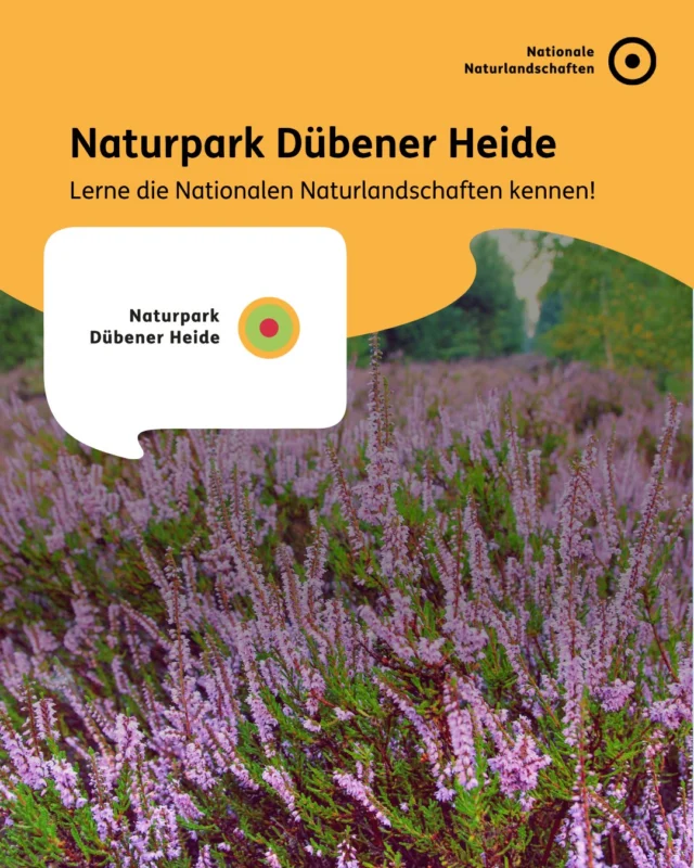 Eingebettet in den natürlichen Flusslandschaften von Elbe und Mulde verströmt der größte Mischwald Mitteldeutschlands die Frische einer eiszeitlich geprägten Hügellandschaft. 🌳🌲

Im Naturpark Dübener Heide (@naturpark_duebener_heide), etwa 30 Kilometer nördlich von Leipzig gelegen und ganz in der Nähe der Lutherstätten Wittenberg und Torgau kreisen Kranich und Seeadler über romantischen Teichen und Seen. An ihren Ufern thronen zahlreiche Biberburgen. Unter mächtigen Buchen und Eichen glänzt das Moos an reinen Quellen und feuchten Wiesen. 💧

Wochenende im Naturpark ist Heidezeit – und das nicht nur für Erholung und Ruhe suchende Menschen. Verstreute Heidedörfer und Windmühlen säumen den Weg in die Frische vor den Toren der Städte. Wander- und Heimatvereine pflegen Brauchtum und Tradition einer reichen Natur- und Kulturlandschaft, die mit einem bunten Erlebnisangebot für die ganze Familie wartet. 💚

#nationalenaturlandschaften #nnl #naturparkduebenerheide #duebenerheide #landschaftenvollerleben

📷 Fotos:
Bild 1: © Naturpark Dübener Heide
Bild 2: © VDN-Fotoportal/Amthi; © VDN-Fotoportal/Thomas Matzner; © VDN-Fotoportal/susanne meier 
Bild 5: © VDN-Fotoportal/Claudia Melzer