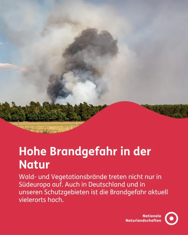 🔥 Ein kleiner Funke kann große Folgen haben 🔥
Auch in Deutschland steigt durch Trockenheit und Hitze aktuell das Risiko von Wald- und Vegetationsbränden. Ein unachtsam weggeworfener Zigarettenstummel, ein geparktes Auto auf trockenem Gras oder offenes Feuer können ausreichen, um einen Brand auszulösen. 

Anhand des Waldbrandgefahrenindex (WBI) des Deutschen Wetterdienstes lässt sich das meteorologische Potenzial für Waldbrände einschätzen, also die Gefahr aufgrund von Wetterfaktoren wie Temperatur, Niederschlag, Luftfeuchtigkeit und Wind. Auf dieser Grundlage und unter Berücksichtigung regionaler Bedingungen legen die zuständigen Behörden die örtliche Brandwarnstufe fest und entscheiden über mögliche Schutzmaßnahmen oder Verbote. Deshalb gilt: Vor dem Ausflug in die Natur kurz die aktuelle Lage prüfen! 🚨

Die wichtigste Maßnahme gegen Brände bleibt jedoch ein umsichtiges Verhalten vor Ort. Denn viele Brände entstehen durch menschliches Handeln und lassen sich vermeiden:
🚭 Nicht rauchen und keine Zigarettenreste wegwerfen
🔥 Auf offenes Feuer und Grillen verzichten
🅿️ Fahrzeuge nur auf ausgewiesenen Parkflächen abstellen
📋 Hinweise und Regelungen vor Ort beachten

Du bemerkst Rauch oder Feuer? Dann zögere nicht und rufe sofort die 112. Brände können sich bei Trockenheit und Wind rasend schnell ausbreiten 🚒

Die Natur zählt auf dich. Mit aufmerksamem Verhalten kannst du dazu beitragen, Brände zu verhindern und wertvolle Lebensräume zu schützen 🌿

#nationalenaturlandschaften #NNL #umweltverstehen #vielfaltbewahren #naturerleben

Karte: Deutscher Wetterdienst unter https://www.wettergefahren.de/warnungen/indizes/waldbrand.html [Abruf: 10.08.2026]

📸 Fotos: © pixabay/Sven Lachmann, vertrocknete Eiche im Naturpark Schwarzwald Mitte/Nord © VDN-Fotoportal/Günter Linderer, ausgetrockneter Boden © VDN/Jörg Liesen, Maisanbau © VDN/Jörg Liesen, Brand im Streitenbachtal © VDN-Fotoportal/Rudi Thalhäuser, © pixabay/Ronny, Achtsamer Spaziergang im Deutsch-Belgischen Naturpark Hohes Venn - Eifel © VDN-Fotoportal/Elke Grundhöfer