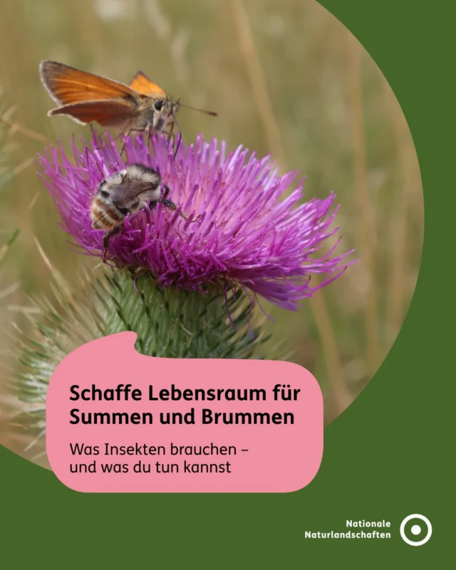 Sie summen, bestäuben, zersetzen und sichern unser Leben – und doch verschwinden sie immer weiter: unsere Insekten. 🐝🦋🪲

🌾 Dabei sind Wildbienen, Schmetterlinge & Co unverzichtbar für stabile Ökosysteme, fruchtbare Böden und unsere Ernährung. Sie sind ein wichtiger Teil unserer biologischen Vielfalt und von zentraler Bedeutung für Mensch und Natur.

⚠️ Und doch hat das Insektensterben dramatische Ausmaße angenommen - Insekten fehlen immer häufiger Nahrung, Nistplätze und Rückzugsräume.

🌱 Die gute Nachricht: Schon kleine Veränderungen können viel bewirken. Mit einfachen Maßnahmen lassen sich Balkone, Gärten oder Grünflächen in wertvolle Lebensräume verwandeln. Gemeinsam schaffen wir Orte, an denen Insekten wieder Nahrung, Schutz und Zukunft finden.🌿

👉 In unserer Wissensdatenbank zum Insektenschutz findest du noch mehr Hintergründe und praktische Tipps - den Link findest du in unserer Bio!

#nationalenaturlandschaften #NNL #vielfaltbewahren #umweltverstehen #insektenschutz

📸 Fotos: 
Biene und Schmetterling auf Distel © Florian Lauer, Ölkäfer im Deutsch-Belgischen Naturpark Hohes Venn - Eifel © VDN-Fotoportal/Brunhild Grommes, Ein vielfältiger Totholzhaufen ist ideal für Insekten © Martin Rudolph, Lesesteinhaufen bieten zusätzliche Strukturen für Insekten © Josephine Kuczyk, Sandarium und Insektenhotel sind insektenfördernd und ein Hingucker © Florian Lauer, Senkrechter Erdanriss bietet Nistmöglichkeiten für Wildbienen © Josephine Kuczyk, Eine Sandbiene schaut aus der Bruthöhle im Naturpark Hümmling © VDN-Fotoportal/Aurora, Sandarium mit zusätzlichen Stein- und Totholzelementen © Josephine Kuczyk, Blühstreifen zum Schutz von Insekten © Projekt-BROMMI Rhön, Schüchterner Maikäfer im Naturpark Hohe Mark © VDN-Fotoportal/Susanne Wunn