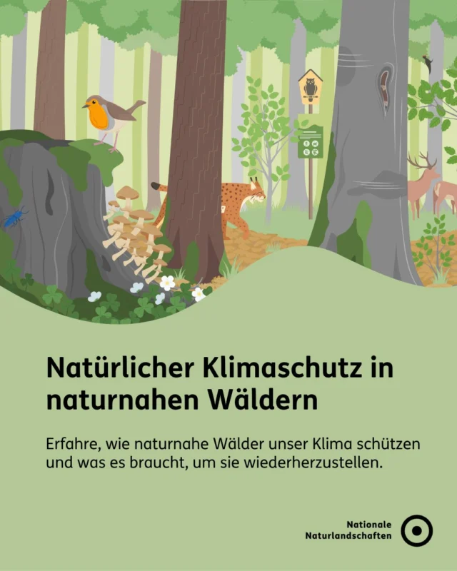 Hast du schon mal die kühlende Wirkung des Waldes gespürt, die Ruhe genossen und den Vögeln gelauscht? 🌿 Naturnahe Wälder sind besonders artenreich und widerstandsfähig. Mit Hitze, Dürre und Stürmen kommen sie besser zurecht als Wälder mit nur wenigen Baumarten. Nicht nur uns bieten sie einen Rückzugsort, sondern auch vielen Tieren und Pflanzen. 🐦

Leider finden sich häufig Monokulturwälder. Doch mit unterschiedlichen Renaturierungsmaßnahmen kann ein naturnaher Wald gestaltet werden:
🍃 Entwässerung stoppen
🍃 Bäume entnehmen
🍃 Bäume pflanzen
🍃 Verbindung schaffen

Du willst mehr zum Natürlichen Klimaschutz in den Nationalen Naturlandschaften erfahren, dann besuche unsere Bündnis-Website unter nationale-naturlandschaften.de/vielfalt-bewahren oder stöbere in unserer neuen Publikation “Vom Potenzial zur Praxis: Wege für den Natürlichen Klimaschutz in den Nationalen Naturlandschaften”! 📖

Für dich. Für die Natur. Für unsere Zukunft. 💚

#nationalenaturlandschaften #NNL #vielfaltbewahren #klimaschutz #zukunftgestalten

Illustrationen © Sophia M. Phildius | Wissenskommunikation
📷 Foto: Erfrischendes Wasser im Naturpark Harz © VDN-Fotoportal/Gudrun Treuke-Daglioglu