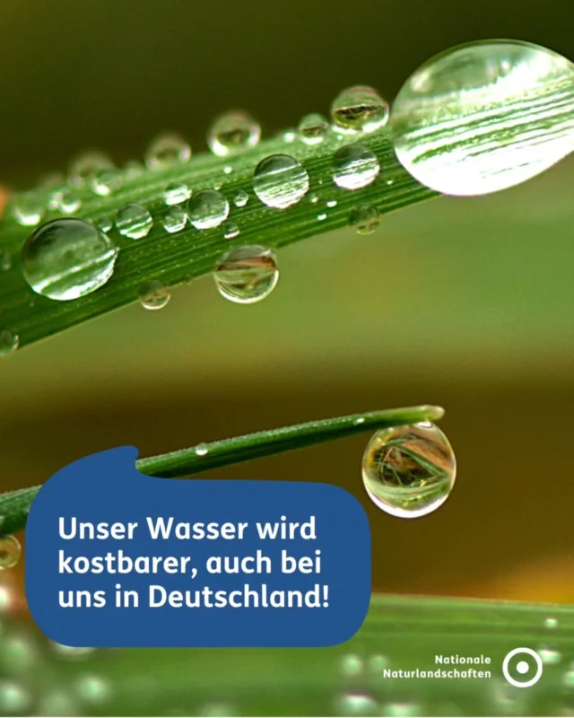 💧 Wasser wird immer kostbarer – auch bei uns in Deutschland!

Der Sommer 2026 zeigt es deutlich: Die Böden in weiten Teilen Deutschlands sind so ausgetrocknet, dass das Grundwasser knapp wird. 

Was das für uns und unsere Natur bedeutet, erfahrt ihr in unserem Post!

Unsere Nationalen Naturlandschaften schützen gemeinsam rund ein Drittel der Fläche Deutschlands. Moore, Wälder und naturnahe Flüsse in diesen Gebieten sind unsere wichtigsten natürlichen Wasserspeicher. Sie halten Wasser in der Landschaft zurück, kühlen die Umgebung und puffern Dürren wie Starkregen ab. 💦

Wenn wir jetzt bewusst mit Wasser umgehen, unterstützen wir genau diese Schutzgebiete dabei, ihre Aufgabe zu erfüllen. 🚰

#nnl #nationalenaturlandschaften #wasserknappheit #wassersparen #wasser

📷 Fotos:

Bild 1: © VDN-Fotoportal/Naturfreund 811960
Bild 2: © VDN-Fotoportal/usch
Bild 3: Steiermark © Pixabay/stefanie_koelbli
Bild 6: © VDN/Jörg Liesen
Bild 8: © VDN-Fotoportal/JWM