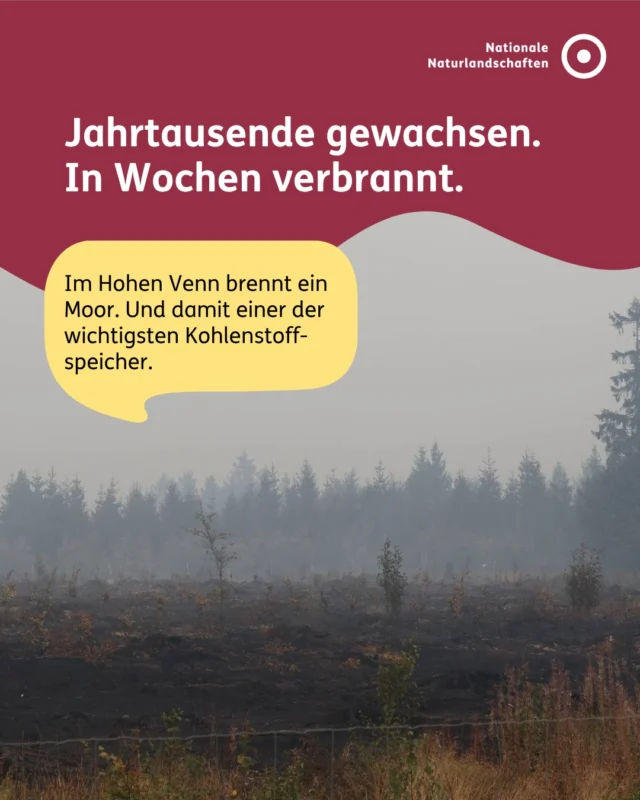 🔥 Seit dem 14. August brennt es im Hohen Venn – auf rund 3.200 Hektar. Ein Waldbrand ist schlimm genug, aber das eigentliche Problem liegt unter der Oberfläche: Das Feuer ist in die Torfschichten des Hochmoors vorgedrungen.

Ein Waldbrand verbrennt, was oberirdisch wächst. Ein Torfbrand frisst sich in den Boden selbst. Mehrere Meter tief kann es weiter glimmen, auch wenn oben längst keine Flamme mehr zu sehen sind.

Intaktes Moor ist nass und brennt kaum. Doch das Hohe Venn wurde über Jahrzehnte entwässert, um es landwirtschaftlich nutzbar zu machen. Sinkt der Wasserspiegel, trocknet der Torf aus – und wird brennbar!

Und genau deshalb wiegt dieser Brand so schwer: Torf ist einer der effektivsten Kohlenstoffspeicher, die wir kennen. Was ein Moor in Jahrtausenden aufgebaut hat, setzt das Feuer jetzt in wenigen Wochen als CO₂ frei. Gleichzeitig verschwindet der Lebensraum hochspezialisierter Arten, die es außerhalb solcher Hochmoore kaum irgendwo gibt. 🐸

Einsatzkräfte kämpfen weiter gegen die Glut: mit hunderttausenden Litern Wasser, gefällten Bäumen und viel Geduld. Bis das Feuer wirklich aus ist, kann es nach Behördenangaben noch Wochen, möglicherweise Monate dauern. ⏲️

Danke an alle Einsatzkräfte aus Europa, die seit Tagen im Einsatz sind! 🙏

#nnl #nationalenaturlandschaften #hohesvenn #moor #brand

📷 Fotos 1, 3, 4, 5 und 6: Aktuelle Bilder aus dem belgischen Venn © HDB Photography (HommeDesBois) @hdbphotographyhommedesbois 🙏
Foto 2: Lebensraum Moor im Naturpark Niederlausitzer Heidelandschaft © VDN-Fotoportal/Bernd Tanneberger
Foto 7: Brackvenn im Deutsch-Belgischen Naturpark Hohes Venn - Eifel © VDN-Fotoportal/Raimund Knauf