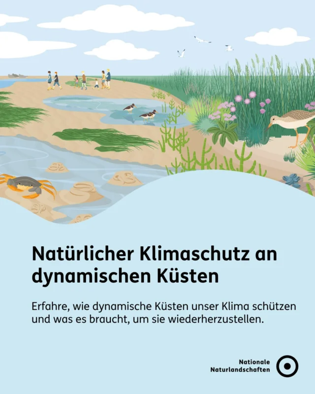 Hast du schon einmal über die Kräfte nachgedacht, die unsere Küsten formen? 🌊 Wo Land und Meer aufeinandertreffen, entstehen einzigartige Lebensräume wie Seegras- und Salzwiesen. Sie bieten uns Hochwasserschutz, sind Kinderstube für Fische und Rastplatz für Vögel. 🐟

Leider finden sich häufig verbaute Küsten. Doch mit unterschiedlichen Renaturierungsmaßnahmen können dynamische Küsten gestaltet werden:
🍃 Buhnen entfernen
🍃 Sommerdeiche öffnen
🍃 Seegraswiesen anpflanzen
🍃 Priele anlegen

Du willst mehr zum Natürlichen Klimaschutz in den Nationalen Naturlandschaften erfahren, dann besuche unsere Bündnis-Website unter nationale-naturlandschaften.de/vielfalt-bewahren oder stöbere in unserer neuen Publikation “Vom Potenzial zur Praxis: Wege für den Natürlichen Klimaschutz in den Nationalen Naturlandschaften”! 📖

Für dich. Für die Natur. Für unsere Zukunft. 💚

#nationalenaturlandschaften #NNL #vielfaltbewahren #klimaschutz #zukunftgestalten

Illustrationen © Sophia M. Phildius | Wissenskommunikation
📷 Foto: Rügenwald auf der Insel Rügen © VDN-Fotoportal/Nobse