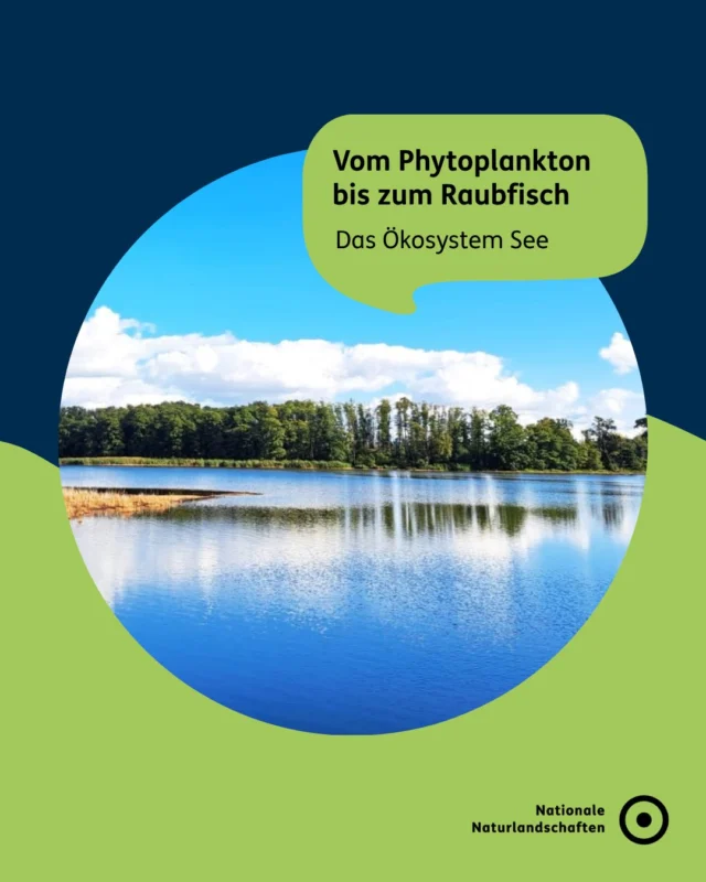 Das Ökosystem See – mehr als nur Wasser 🐟🌿

Wusstest du, dass ein See in klar erkennbare Lebenszonen gegliedert ist? 👇
Uferzone: Hier wachsen Röhricht und Seerosen; und leben Insekten & Amphibien. 
Freiwasserzone: Das Zuhause von Plankton und Fischen.
Tiefenzone: Dunkler und sauerstoffarmer Lebensraum für Zersetzer. 

Alles beginnt beim winzigen Phytoplankton: Es betreibt Photosynthese und bildet die Basis der gesamten Nahrungskette. Vom Zooplankton über kleine Fische bis zum Raubfisch: Alle haben ihren Platz im System See.

Doch das Gleichgewicht ist empfindlich: zu viele Nährstoffe (Eutrophierung), Sauerstoffmangel oder steigende Temperaturen können ganze Seen „umkippen" lassen!

💧 Seen schützen heißt: Lebensräume, Trinkwasser und Erholungsorte für uns alle bewahren.

#nnl #nationalenaturlandschaften #welttagderseen #see #umweltverstehen

📷 Fotos:
Bild 1: © VDN-Fotoportal/Thomas Matzner
Bild 3: © Erstellt mithilfe von KI
Bild 4: © VDN-Fotoportal/P.Ponte
Bild 6: © VDN-Fotoportal/Uwe Liebe
Bild 7: © VDN-Fotoportal/jwm-photo