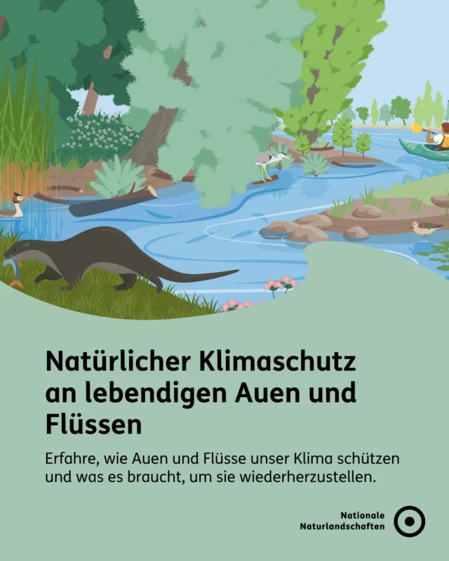Stell dir vor, Flüsse könnten sich frei in der Landschaft bewegen. 🐍 Dabei würden sie eine einzigartige Natur formen, die vor Hochwasser schützt, Wasser reinigt, Kohlenstoff speichert, vielen Arten Lebensraum schenkt und in der wir uns erholen. 💧🐟

Leider finden sich häufig eingemauerte Kanäle. Doch mit unterschiedlichen Renaturierungsmaßnahmen können lebendige Auen und Flüsse gestaltet werden:
🍃 Bauwerke entfernen
🍃 Struktur schaffen
🍃 Flussarme öffnen
🍃 Bäume pflanzen

Du willst mehr zum Natürlichen Klimaschutz in den Nationalen Naturlandschaften erfahren, dann besuche unsere Bündnis-Website unter nationale-naturlandschaften.de/vielfalt-bewahren oder stöbere in unserer neuen Publikation “Vom Potenzial zur Praxis: Wege für den Natürlichen Klimaschutz in den Nationalen Naturlandschaften”! 📖

Für dich. Für die Natur. Für unsere Zukunft. 💚

#nationalenaturlandschaften #NNL #vielfaltbewahren #klimaschutz #zukunftgestalten

Illustrationen © Sophia M. Phildius | Wissenskommunikation
📷 Foto: Donaufelsental Naturpark Obere Donau © VDN-Fotoportal/S. Plewinski