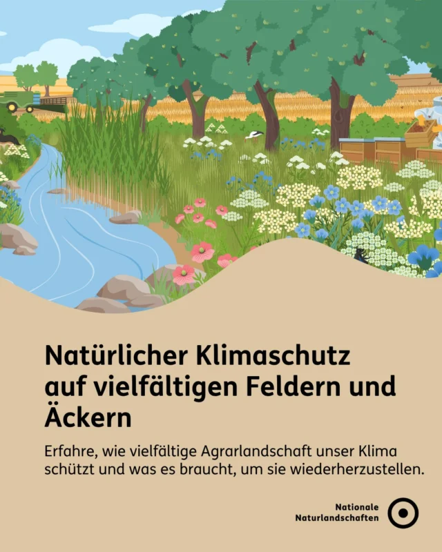Stell dir vor, du läufst durch Wiesen und Felder, die uns nicht nur mit Lebensmitteln versorgen, sondern auch dem Klimawandel entgegenwirken und die Artenvielfalt schützen: Intakte Böden speichern Wasser, Blühflächen und Hecken bieten Insekten und anderen Tieren ein Zuhause. 🌾🦋

Leider finden sich häufig Monokulturen. Doch mit unterschiedlichen Renaturierungsmaßnahmen können vielfältige Felder und Äcker gestaltet werden:
🍃 Humus aufbauen
🍃 Landschaft pflegen
🍃 Agrofortsysteme
🍃 Blühstreifen anlegen

Du willst mehr zum Natürlichen Klimaschutz in den Nationalen Naturlandschaften erfahren, dann besuche unsere Bündnis-Website unter nationale-naturlandschaften.de/vielfalt-bewahren oder stöbere in unserer neuen Publikation “Vom Potenzial zur Praxis: Wege für den Natürlichen Klimaschutz in den Nationalen Naturlandschaften”! 📖

Für dich. Für die Natur. Für unsere Zukunft. 💚

#nationalenaturlandschaften #NNL #vielfaltbewahren #klimaschutz #zukunftgestalten

Illustrationen © Sophia M. Phildius | Wissenskommunikation
📷 Foto: Bühender Feldrand im Naturpark Rheinland © VDN-Fotoportal/Ulrike Sobick