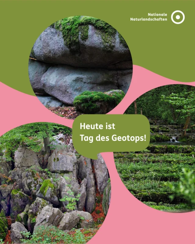 Am Tag des Geotops schauen wir dorthin, wo die Erdgeschichte offenliegt: markante Felsformationen, Höhlen, Quellen, Fossilienfundstellen. Geotope sind Fenster die Vergangenheit, sie erzählen, wie unsere Landschaft entstanden ist. 🪨🗻

Viele von ihnen finden sich mitten in unseren Nationalen Naturlandschaften. Was heute Lebensraum ist, hat einen geologischen Unterbau, der die Landschaft überhaupt erst geformt hat: Gestein bestimmt Böden, Böden bestimmen Vegetation. Umweltschutz fängt also schon unter unseren Füßen an! 🏞️

Geotope helfen uns, Landschaften besser zu verstehen und ihren Wert zu erkennen!

#nnl #nationalenaturlandschaften #tagdesgeotops #geotop #umweltverstehen

📷 Fotos: 
Bild 1: Felsenmeer bei Hemer © VDN-Fotoportal/Volkmar Brockhaus; Lillachtal © VDN-Fotoportal/Ruth Reheuser; Geotop Druidenstein Süssenbach © VDN-Fotoportal/Stephan Michael Gröschler
Bild 2: Harz bei Thale © VDN-Fotoportal/Ulrich Mingram
Bild 3: Vulkangarten Steffeln © VDN-Fotoportal/Brunhild Grommes
Bild 4: Geotop Scheibenberg © VDN-Fotoportal/Helmut Schmidt

Quelle: Deutsche Geologische Gesellschaft Geologische Vereinigung
