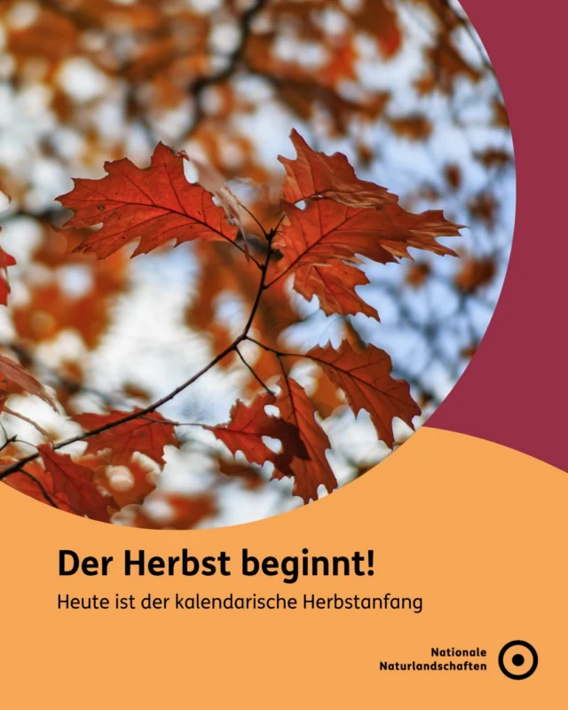 🍁 Der Herbst beginnt 🍁

Heute ist der kalendarische Herbstanfang und somit auch die Tag-und-Nacht-Gleiche. ☀️🌙

Der Tage und die Nacht sind heute ungefähr 12 Stunden und somit gleich lang. 
Doch nicht nur die Länge der Tage und Nächte läutet den Herbst ein. 🙂

In den Nationalen Naturlandschaften rufen jetzt die Zugvögel und die Bäume färben sich langsam bunt. 🍂 🪶

#nnl #NationaleNaturlandschaften #naturerleben #Herbstanfang #tagnachtgleiche

📷 Fotos:
Seite 1: Eichenblätter im Bokehwirbel ©VDN-Fotoportal/SuMX
Seite 2: bunte Ahornblätter ©VDN-Fotoportal/Luxfox, kleine Pilze ©VDN-Fotoportal/SuMX
Seite 3: Sonnenaufgang ©VDN-Fotoportal/Norbert Schreiber
Seite 4: Herbstleuchten ©VDN-Fotoportal/Christel Kessler
Seite 5: Herbst Impressionen ©VDN-Fotoportal/Werner
Seite 6: Morgennebel über dem Zittauer Gebirge ©VDN-Fotoportal/Bernd Tanneberger