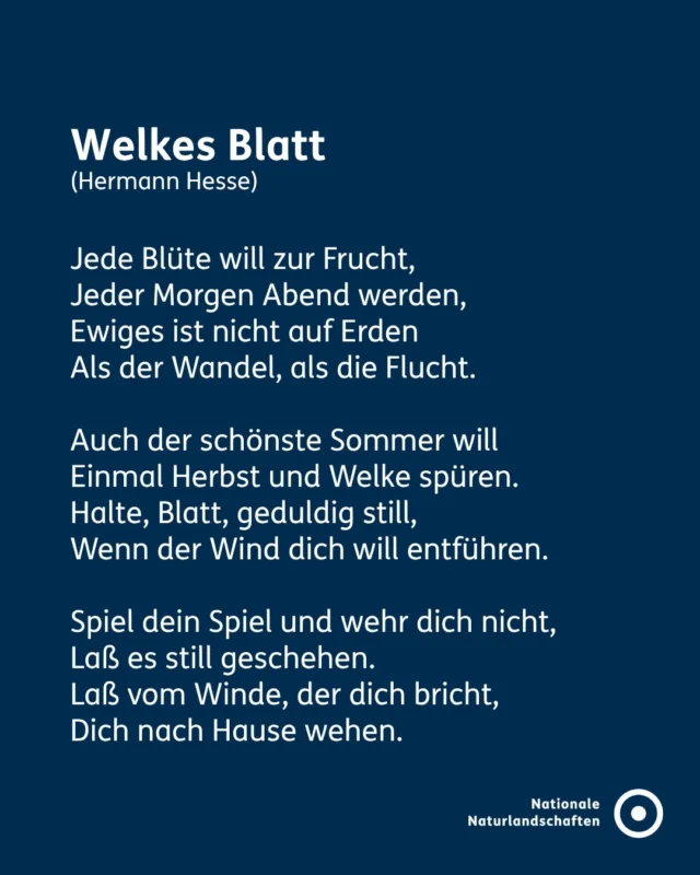 Die Natur spricht keine Sprache – und trotzdem erzählt sie Geschichten. 🖋️

Zum Europäischen Tag der Sprachen geht es bei uns um eine Sprache, die keine Worte braucht: die Sprache der Natur. 🌿

Das Rauschen eines Baches, der Gesang eines Vogels, das Summen von Insekten oder das Knacken von Ästen erzählen von den Lebensräumen, in denen sie entstehen. Diese Geräusche verbinden uns mit unserer Umwelt – ganz unabhängig davon, welche Sprache wir sprechen. 🐝

Das Naturgedicht in unserem heutigen Beitrag lädt dazu ein, innezuhalten und die Natur einmal aus einer anderen Perspektive wahrzunehmen. Hesse spricht zu einem welken Herbstblatt und hebt dadurch die Veränderungen unserer Natur im Jahresverlauf hervor. 🌿🍂🌱

#nnl #nationalenaturlandschaften #europäischertagdersprache #sprache #natur

📷 Fotos:
Bild 2: © VDN-Fotoportal/Jürgen Gleibs