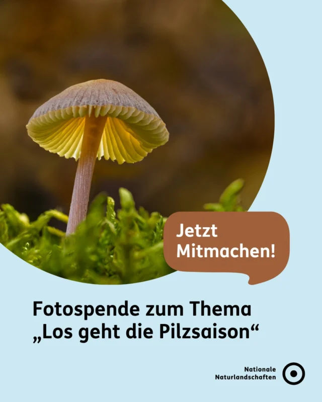 Die Pilzsaison offenbart die verborgene Vielfalt unserer Wälder: Ein winziger Fliegenpilz im Moos, filigrane Lamellen im Gegenlicht oder ganze Pilzfamilien am moderigen Waldboden. Wir suchen Schnappschüsse von eurer letzten Pilzwanderung. 🍄

Wie funktioniert's?
Fülle das Formular auf unserer Website aus (Link in der Bio).
Lade dein Foto zum Thema "Pilzsaison" hoch.
Lass deine Perspektive sprechen – für die Nationalen Naturlandschaften.

Wir freuen uns auf eure Einsendungen! 🍄‍🟫

#nnl #nationalenaturlandschaften #naturerleben #fotospende #naturfotos

📷 Fotos:
Bild 1: © VDN-Fotoportal/Bernd Tanneberger
Bild 2: © VDN-Fotoportal/Luxfox
Bild 3: © VDN-Fotoportal/Thalhäuser