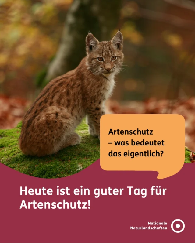 Artenschutz bedeutet, wildlebende Tier- und Pflanzenarten zu schützen und ihre Vielfalt zu erhalten. 🐝

Denn jede Art erfüllt eine wichtige Rolle im Ökosystem – und sichert damit auch unsere Lebensgrundlagen.

In den Nationalen Naturlandschaften setzen wir uns genau dafür ein:
Wir bewahren Lebensräume, schaffen neue Rückzugsorte und schützen bedrohte Arten – direkt vor deiner Haustür.

👉 Entdecke unsere Schutzprojekte auf unserer Bündnis‑Website unter nationale-naturlandschaften.de und direkt über den Link in der Bio – und unterstütze sie!

Für dich. Für die Natur. Für unsere Zukunft. 💚

#nationalenaturlandschaften #NNL #vielfaltbewahren #zukunftgestalten #artenschutz

📷 Fotos: Luchs im Naturpark Bayerischer Wald © VDN-Fotoportal/Taschler Georg, Sonnentau im Naturpark Hohe Mark © VDN-Fotoportal/Susanne Wunn, Blühende Streuobstwiese © Jörg Liesen, Frühling im Moor im Deutsch-Belgischen Naturpark Hohes Venn - Eifel © VDN-Fotoportal/Peter Eschweiler, Buchenwald im Naturpark Sauerland Rothaargebirge © VDN-Fotoportal/Uwe Haßler, Feuersalamander im Naturpark Haßberge © VDN-Fotoportal/CH, Schachbrettblume im Naturpark Rheinland © VDN-Fotoportal/Ulrike Sobick