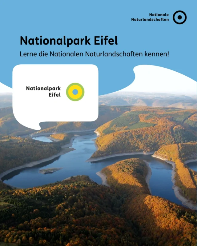 Eine Mittelgebirgslandschaft geprägt durch steile Täler, weite Wälder und klare Gewässer - der Nationalpark Eifel (@nationalpark_eifel). 💚🌿

Auf der offenen Graslandschaft der Dreiboner Hochfläche und dem ehemaligen Truppenübungsplatz Vogelgesang laden attraktive Panoramaausblicke zum verweilen ein. 🏞️

Ein beeindruckendes Bild bietet auch das gelbe Blütenmeer, welches jedes Frühjahr durch 18 Millionen Narzissen auf den Talwiesen im Süden entsteht. 🌼

#nnl #nationalenaturlandschaften #nationalpark #naturnaturseinlassen #naturerleben

📷: Fotos:
Seite 1: © R. Faymonville
Seite 2: © H. Grabe; © S. Wilden; ©VDN-Fotoportal/Karl-Heinz H
Seite 5: ©VDN-Fotoportal/Axel Drews